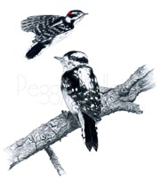 Downy Woodpecker - Graphite Pencil with Digital Color