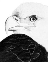 Bald Eagle - Graphite Pencil