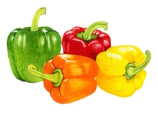 Bell Peppers - Colored Pencil