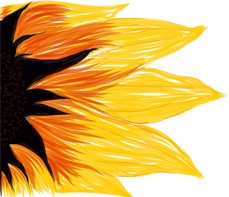 Sunflower - Digital illustration